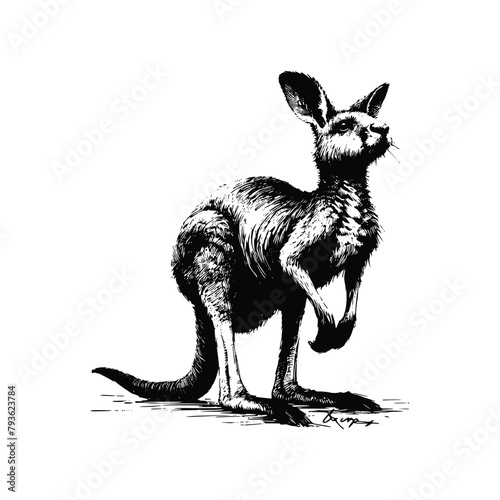 The kangaroo. Black white vector illustration.