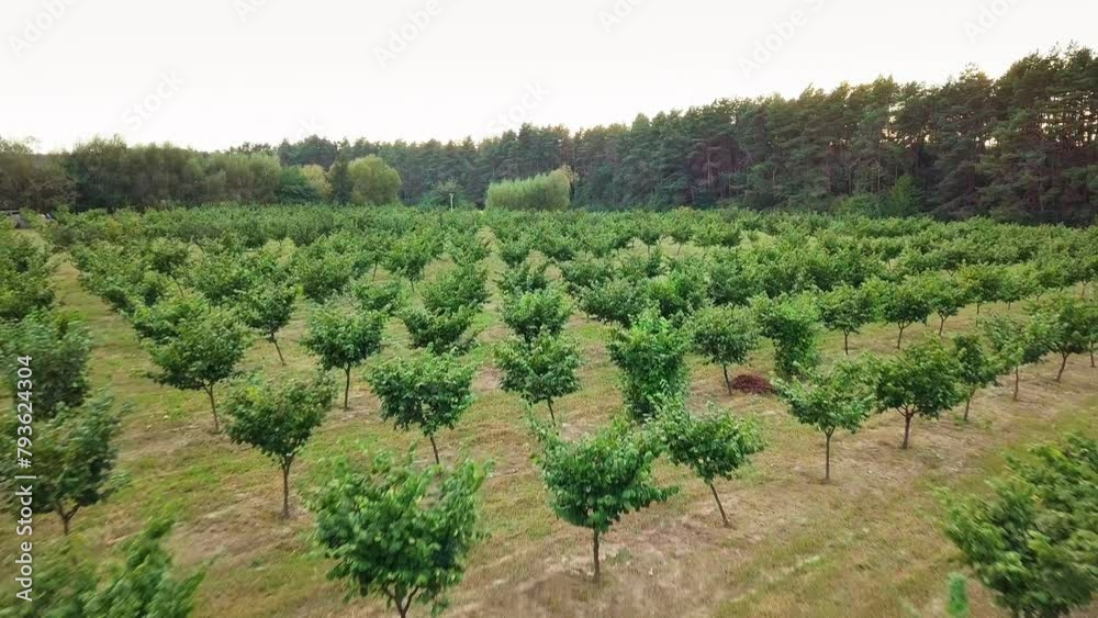 Aerial drone view. Hazelnut trees rows agriculture cultivation garden. Growing raw ripe hazel nuts fruit hanging on countryside field. Harvest autumn farm. Healthy natural food, eco-friendly products Aerial drone view. Hazelnut trees rows agriculture cultivation garden. Growing raw ripe hazel nuts fruit hanging on countryside field. Harvest autumn farm. Healthy natural food, eco-friendly products