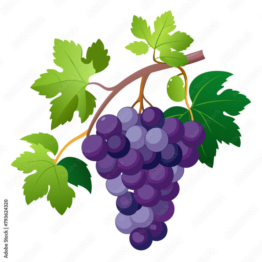 Fototapeta premium grapes fruit vector (1)