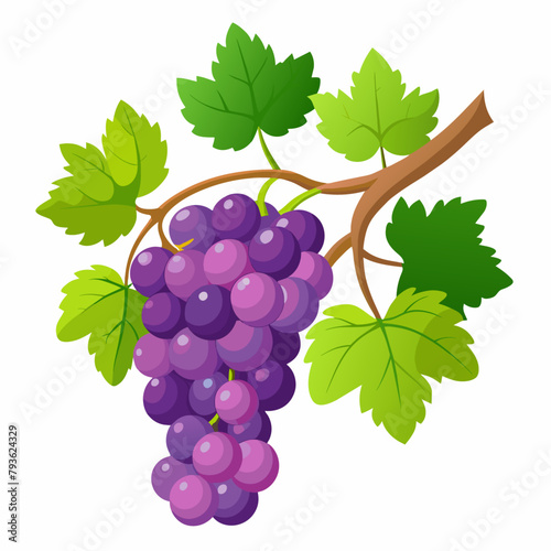 grapes fruit vector (3)