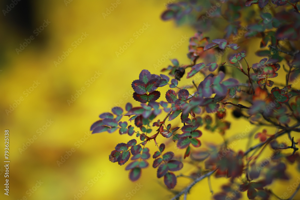 Obraz premium Beautiful autumn landscape with yellow trees and sun. Colorful foliage in the park. Falling leaves natural background