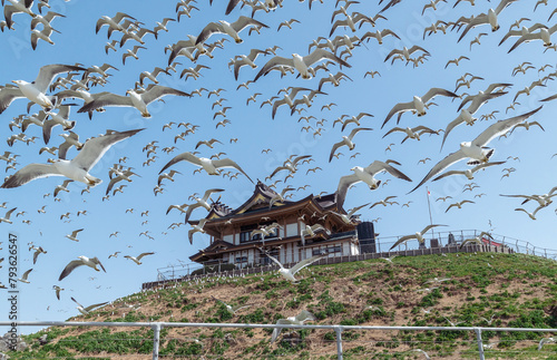 【青森県八戸市蕪島】うみねこ繁殖地の春。一斉に飛び立つウミネコの乱舞