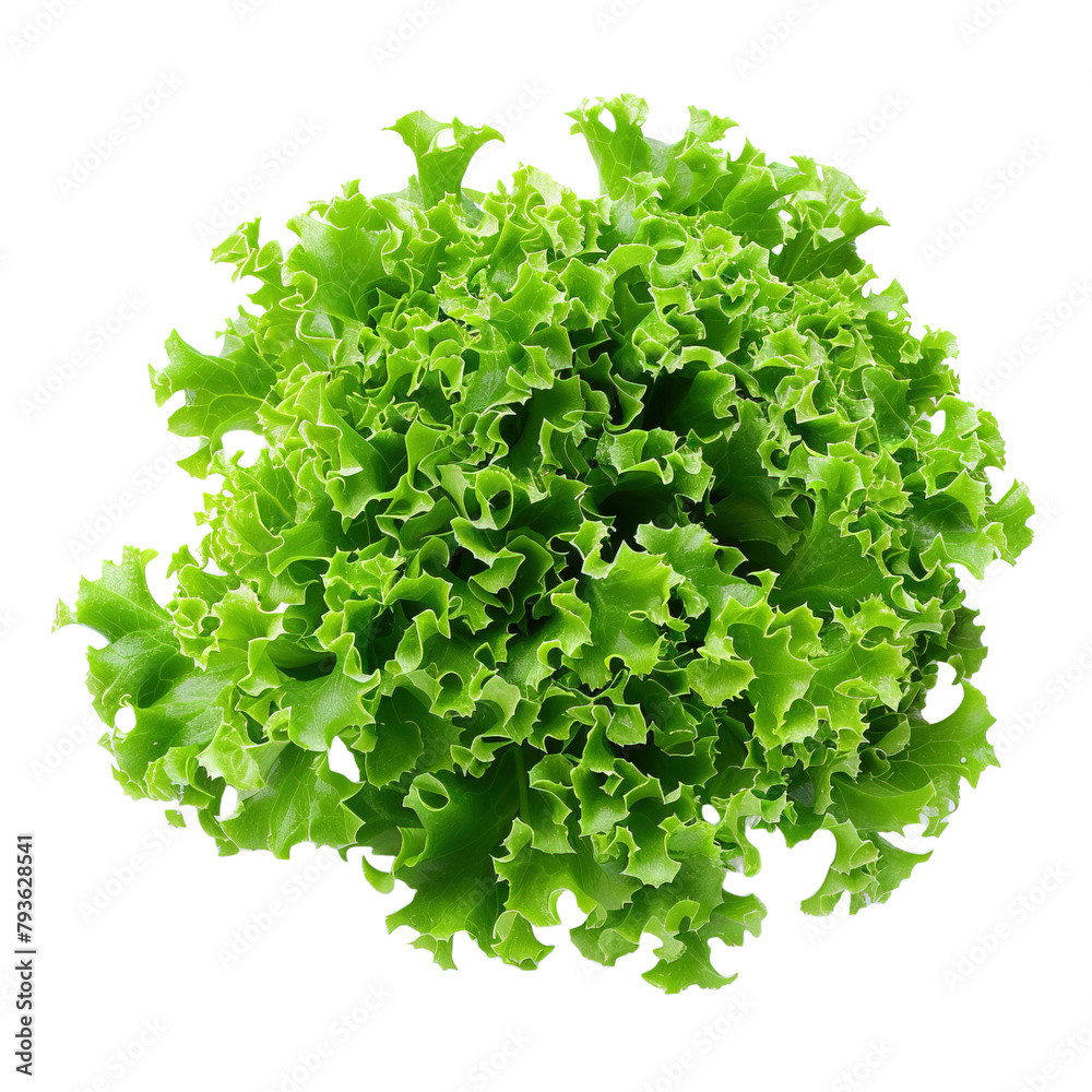 Fototapeta premium Green curly Lettuce leaves for Healthy salad on transparent background, png 