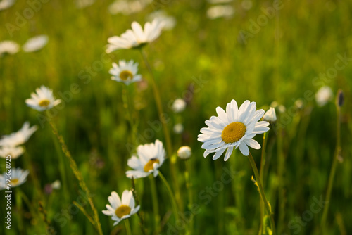 A daisy with raindrops in the golden sunset light. Beautiful atmospheric warm floral background. Spring sunset in a field with daisies. Close-up of a flower on a blurry background. Summer concept