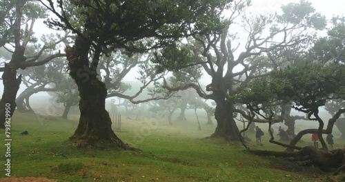 Madeira - Fanal Forest with a Drone