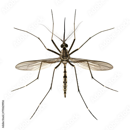 mosquito isolated on white or transparent background png cutout clipping path © muhamad