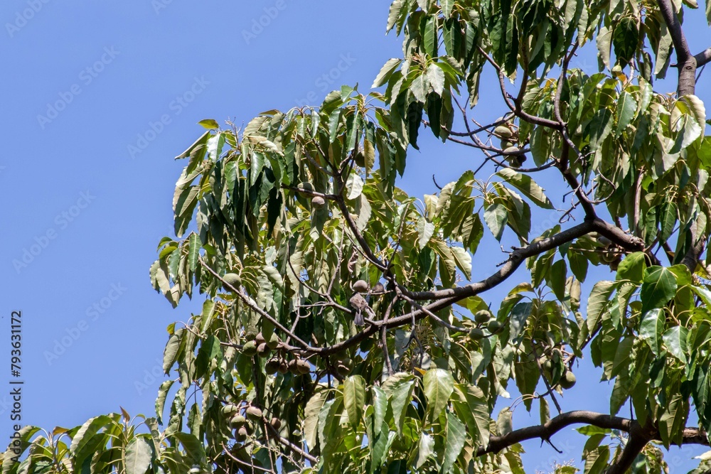 beautiful views in the mountains surrounded by tropical rainforests. a natural beauty that you encounter when climbing mountains in tropical areas beautiful views in the mountains surrounded by tropical rainforests. a natural beauty that you encounter when climbing mountains in tropical areas