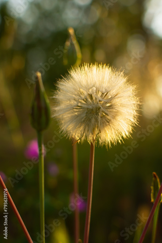 Dandelion close-up sunset. Vertical natural background. A beautiful large fluffy flower in the rays of the sun. Soft focus blurred background. The concept of summer time village holidays. Macro flower
