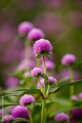 Close-up of purple Gomphrena globosa flower photo