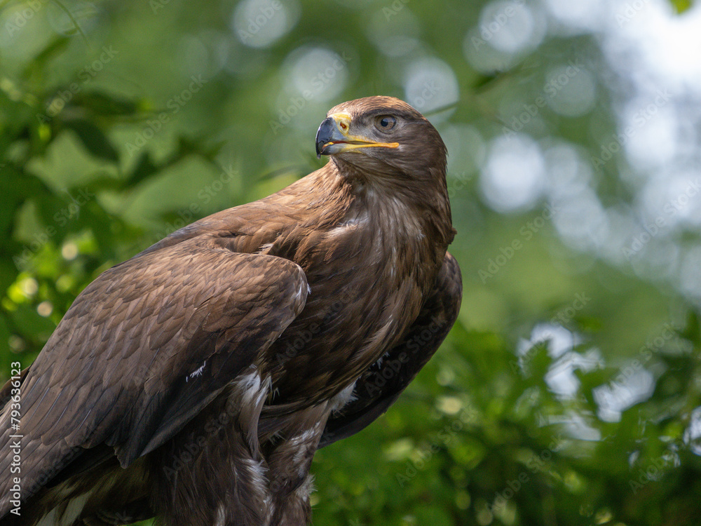 Adler Adler
