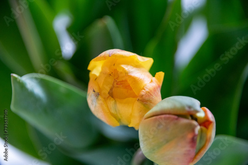 Gelbe Tulpen als Knospe und halboffen