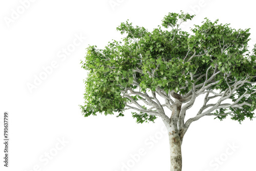 A Tree With Green Leaves on a White Background