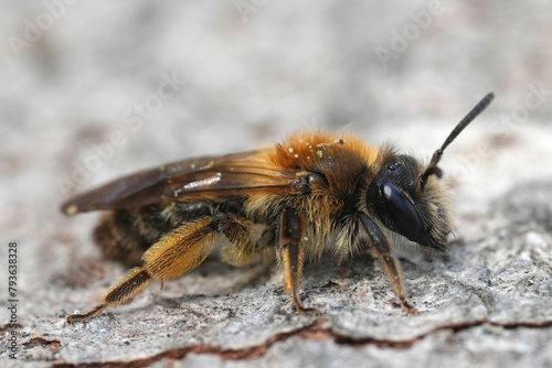 Detailed closeup on a female groove face mining bee, Andrena angustior sitting on a piece of wood