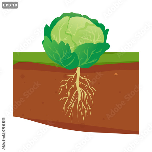 Illustration of cabbage plants in the ground