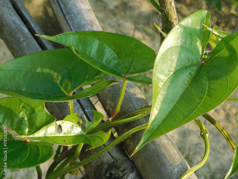 Plant and leaves of the air yam, also known as air yam, bitter yam
