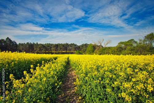 Fototapeta Naklejka Na Ścianę i Meble -  Rapsfeld - Raps - Rapsblüte - Feld - Yellow - Rapeseed - Beautiul - Sky - Background - Concept  - Ecology - Blooming  - Flower - Bloom - Green - Horizon - Wonderful 