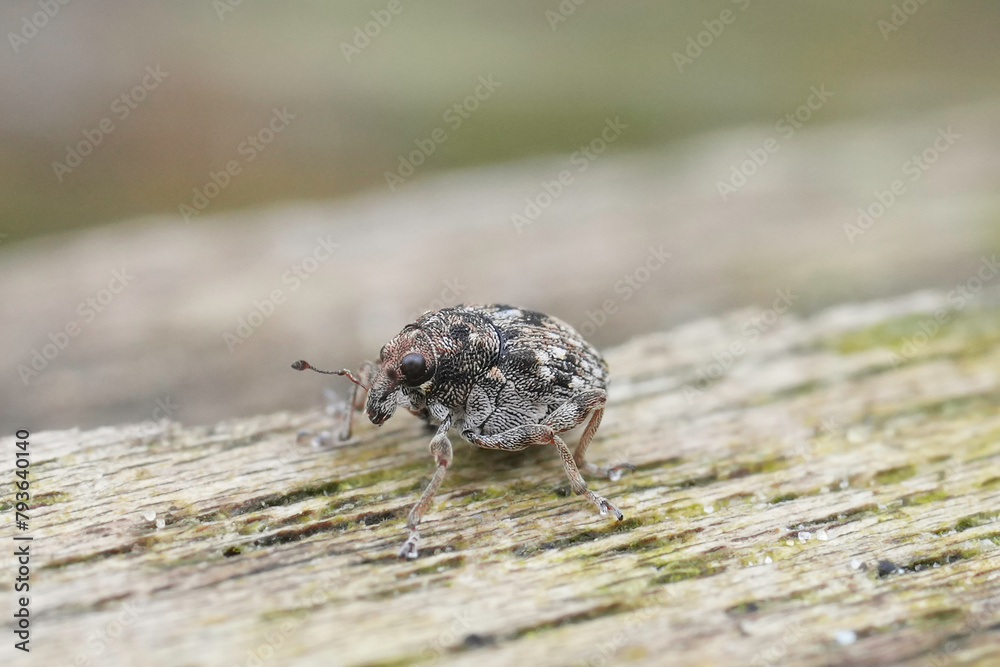 Closeup on a small European thousand-knot weevil beetle, Rhinoncus bruchoides living primarely from Polygonium or Brassica plants