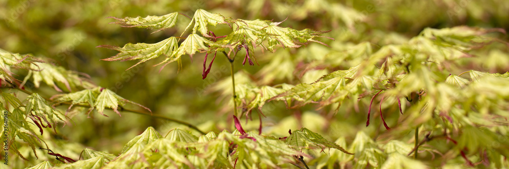 Panorama of new growth leaves of Acer palmatum 'Peaches and Cream' in a garden in Spring Panorama of new growth leaves of Acer palmatum 'Peaches and Cream' in a garden in Spring