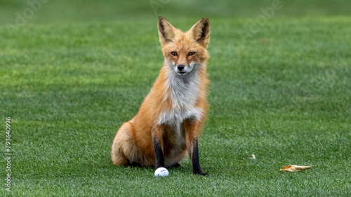 A red fox at home on a golf course