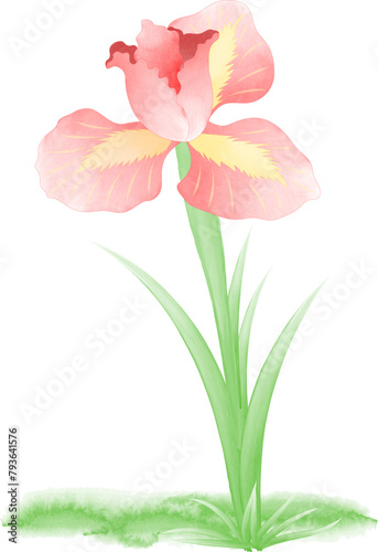 Watercolor illustration of flowers