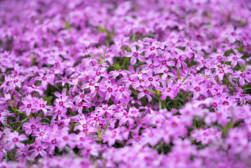 fioletowy floks skrzydlasty, phlox subulata