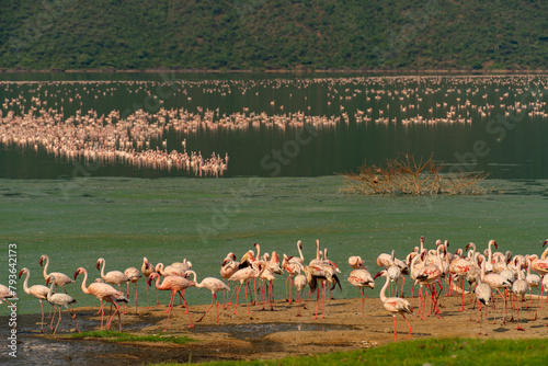 beautiful sunset over Lake Baringo with pink flamingos in the foreground