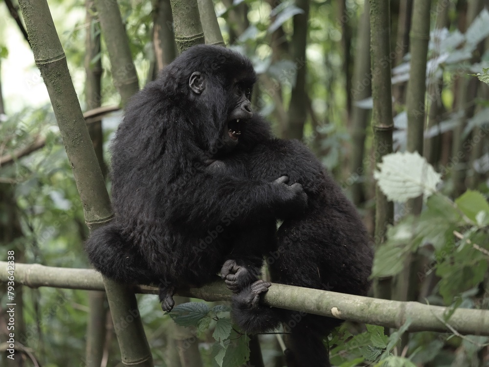Wild Baby Gorillas in Rwanda, Volcano National Park Wild Baby Gorillas in Rwanda, Volcano National Park