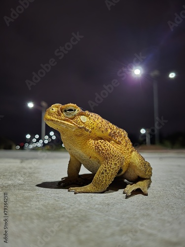 Close-up shot of Frog on Street at Night