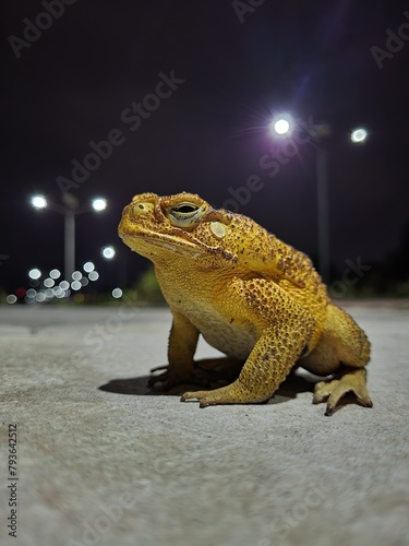 Close-up shot of Frog on Street at Night