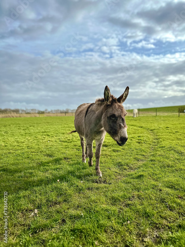 Esel, Maultier auf der Weide