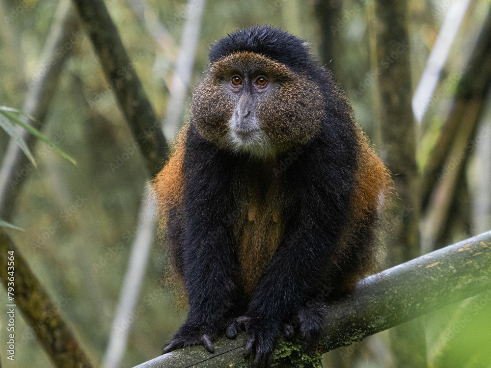 Fototapeta premium Golden Monkey in Rwanda, Volcano National Park