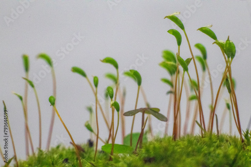 Moss composition. Kusamono (bonsai). Plant décor photo