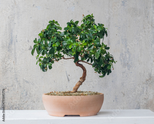 Carmona microphylla. Bonsai A beautiful indoor plant. Home decor photo