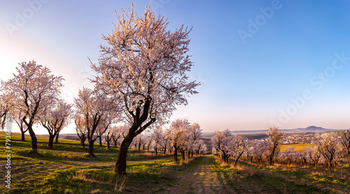 Bild auf Leinwand Orchad of almond trees in blossom during sunrise near Hustopeče city, Czech repu