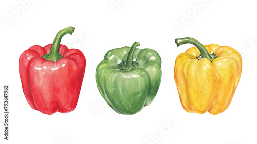Set of watercolor bell peppers on white, hand drawn vegetables