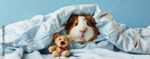 Dreamland Await: Guinea Pig Dozing Off in a Comfy Blanket