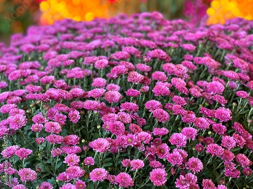 Bouquet of chrysanthemum pink flowers. 