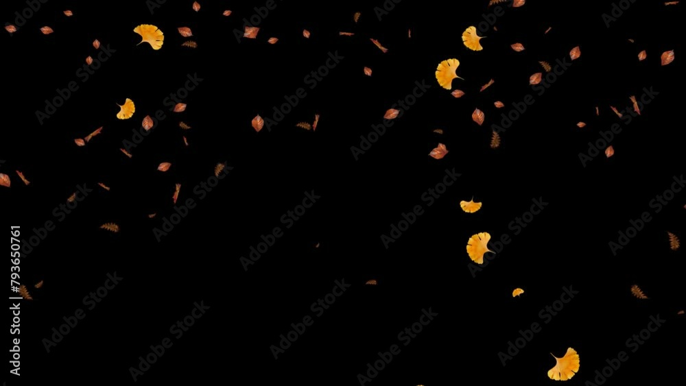 Slow motion of autumn mix Leaves falling with Alpha Channel, Autumn spring season leaves fall motion graphic background Slow motion of autumn mix Leaves falling with Alpha Channel, Autumn spring season leaves fall motion graphic background