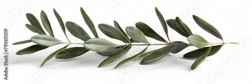 Olive branch isolated on white background photo