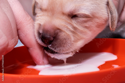 The Labrador puppy is enjoying puppy milk.