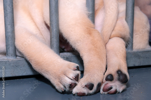 The little blonde Labrador paws are hanging through the bars of the pen.
