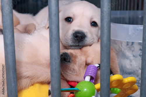 Two blonde Labrador pups are lying behind the fence near a colored toy.