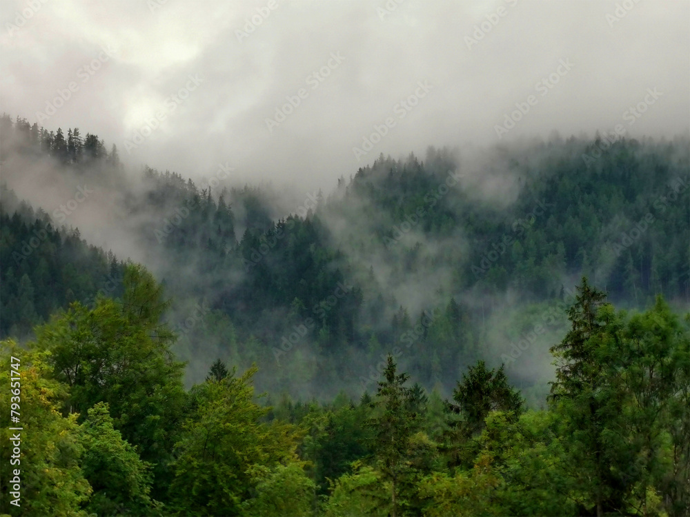 Wald im Nebel