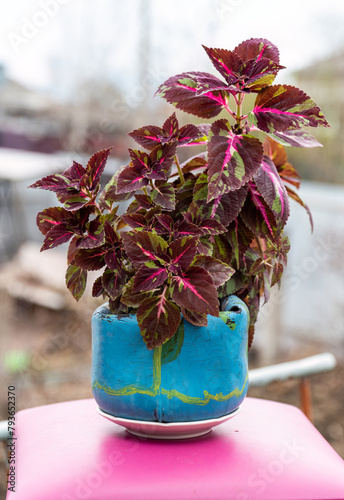 Coleus plant in creative flower pot as teapot against mountain landscape photo