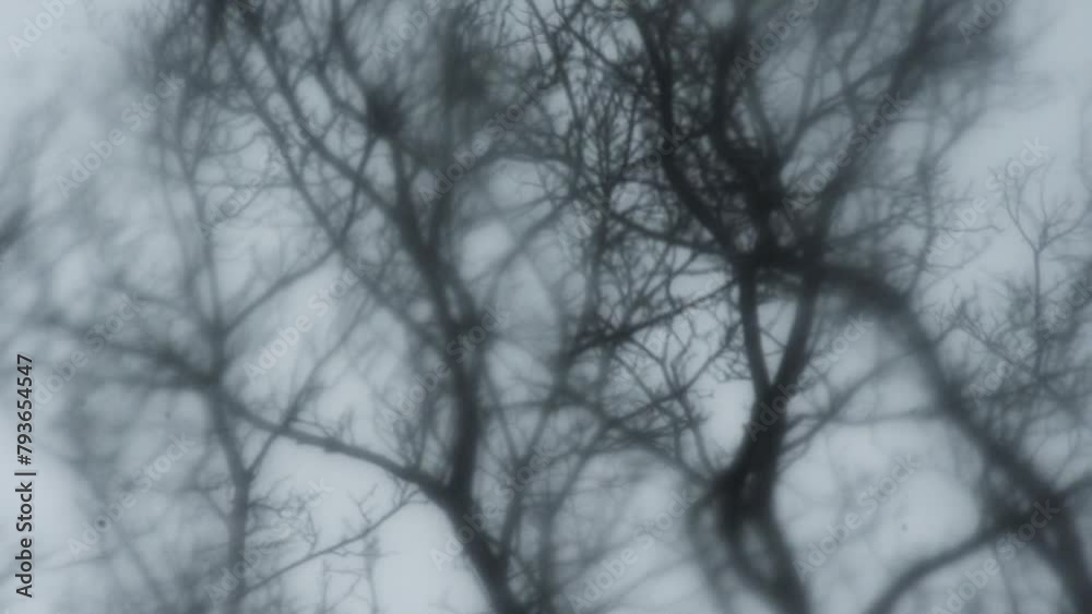 Dark trees sway in the thunderstorm on windy rainy night, closeup soft focus Dark trees sway in the thunderstorm on windy rainy night, closeup soft focus