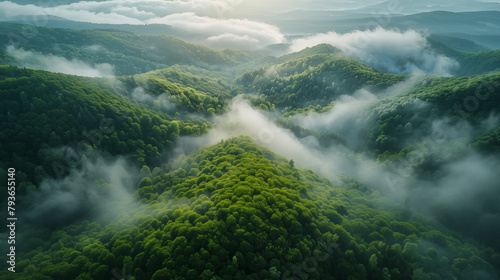 Aerial view of green forest in mountains with fog. Beautiful summer landscape © D-Stock Photo