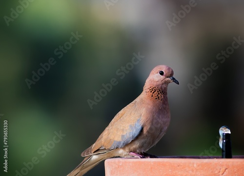 dove sitting and eating with blurred background