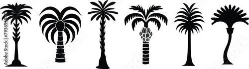 Set of palm tree silhouette, vector illustration,