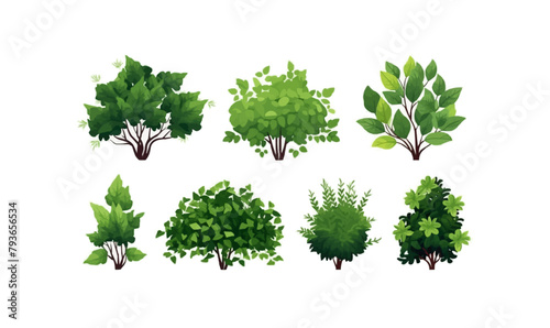 bush set vector flat minimalistic isolated illustration