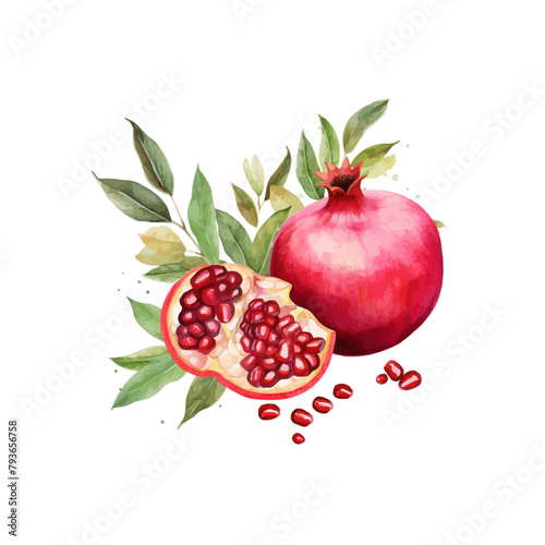 watercolor pomegranate clipart for graphic resources